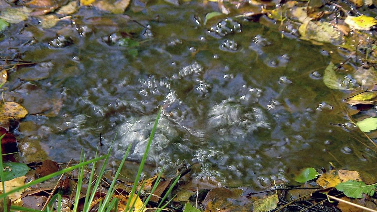 Blubbernder Sumpf durch geologische Aktivität nahe der bayerisch-tschechischen Grenze. 