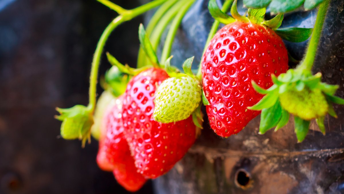 Hängende Erdbeeren in einem Topf