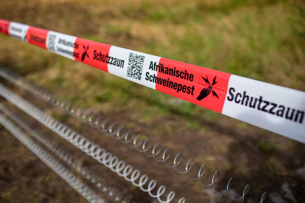 05.08.2024, Baden-Württemberg, Mannheim: Ein Absperrband mit der Aufschrift ·Afrikanische Schweinepest· hängt über einem Elektro-Schutzzaun. Wegen der Ausbrüche der Afrikanischen Schweinepest (ASP) in Hessen und Rheinland-Pfalz haben die an Hessen angrenzende Stadt Mannheim und der Rhein-Neckar-Kreis Maßnahmen ergriffen. Mit Zäunen sollen freie Gebiete weiträumig gesichert werden, damit Wildschweine das Virus nicht einschleppen können. Foto: Christoph Schmidt/dpa +++ dpa-Bildfunk +++