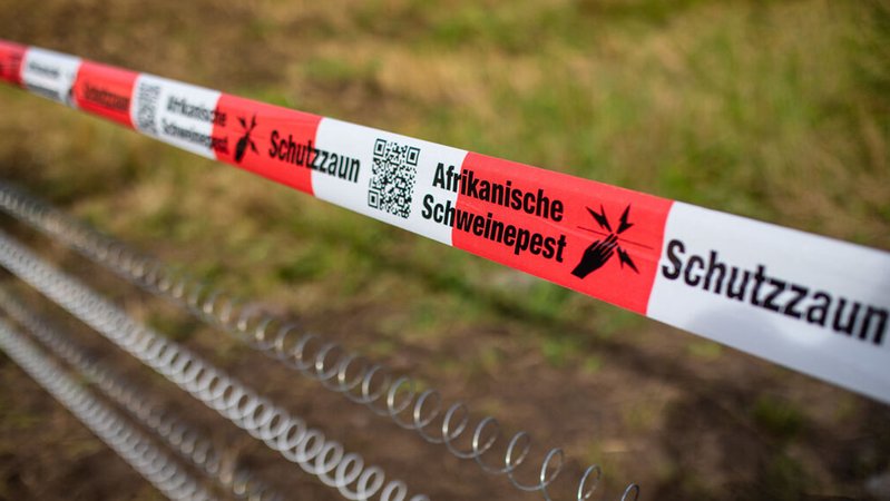 05.08.2024, Baden-Württemberg, Mannheim: Ein Absperrband mit der Aufschrift ·Afrikanische Schweinepest· hängt über einem Elektro-Schutzzaun. Wegen der Ausbrüche der Afrikanischen Schweinepest (ASP) in Hessen und Rheinland-Pfalz haben die an Hessen angrenzende Stadt Mannheim und der Rhein-Neckar-Kreis Maßnahmen ergriffen. Mit Zäunen sollen freie Gebiete weiträumig gesichert werden, damit Wildschweine das Virus nicht einschleppen können. Foto: Christoph Schmidt/dpa +++ dpa-Bildfunk +++ | Bild: dpa-Bildfunk/Christoph Schmidt 05.08.2024, Baden-Württemberg, Mannheim: Ein Absperrband mit der Aufschrift ·Afrikanische Schweinepest· hängt über einem Elektro-Schutzzaun. Wegen der Ausbrüche der Afrikanischen Schweinepest (ASP) in Hessen und Rheinland-Pfalz haben die an Hessen angrenzende Stadt Mannheim und der Rhein-Neckar-Kreis Maßnahmen ergriffen. Mit Zäunen sollen freie Gebiete weiträumig gesichert werden, damit Wildschweine das Virus nicht einschleppen können. Foto: Christoph Schmidt/dpa +++ dpa-Bildfunk +++