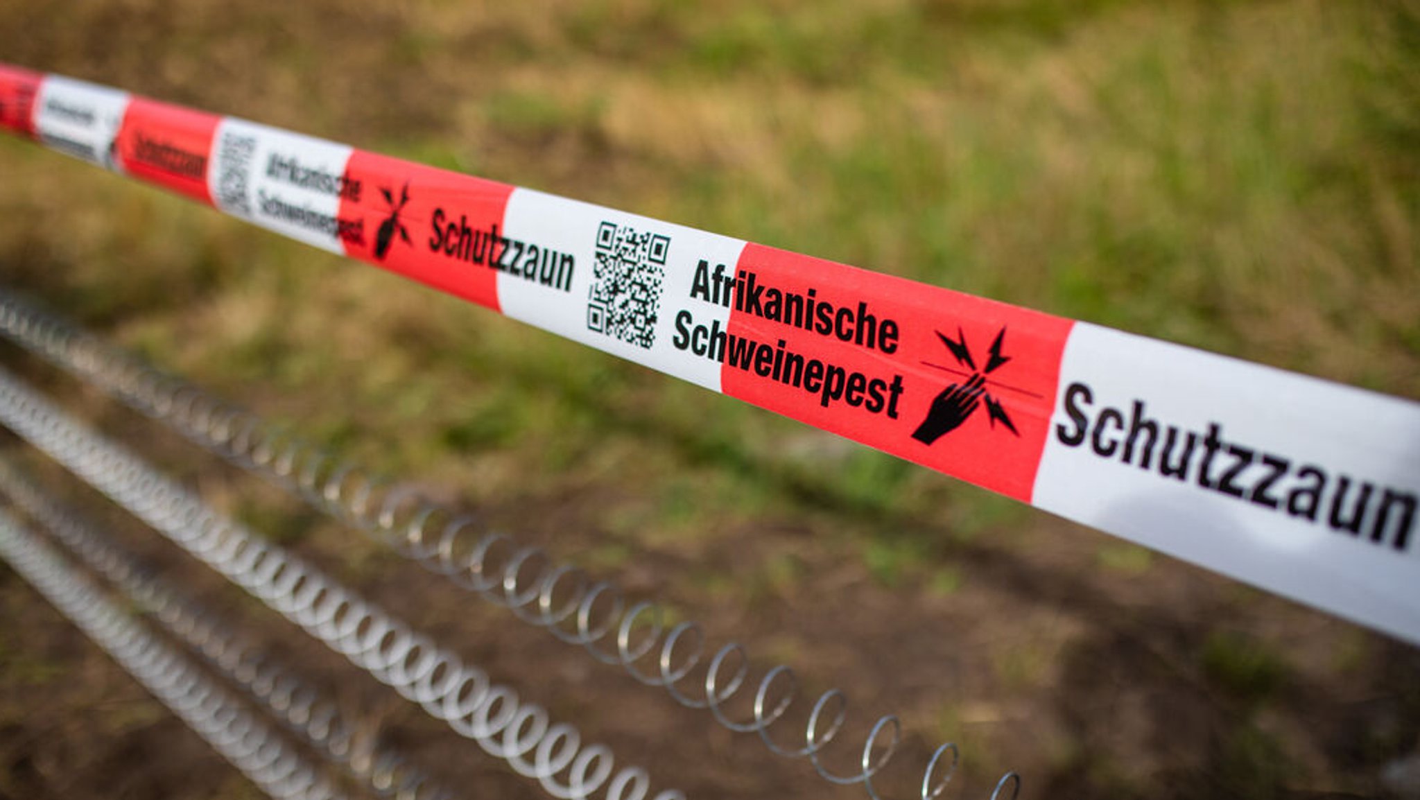 05.08.2024, Baden-Württemberg, Mannheim: Ein Absperrband mit der Aufschrift ·Afrikanische Schweinepest· hängt über einem Elektro-Schutzzaun. Wegen der Ausbrüche der Afrikanischen Schweinepest (ASP) in Hessen und Rheinland-Pfalz haben die an Hessen angrenzende Stadt Mannheim und der Rhein-Neckar-Kreis Maßnahmen ergriffen. Mit Zäunen sollen freie Gebiete weiträumig gesichert werden, damit Wildschweine das Virus nicht einschleppen können. Foto: Christoph Schmidt/dpa +++ dpa-Bildfunk +++