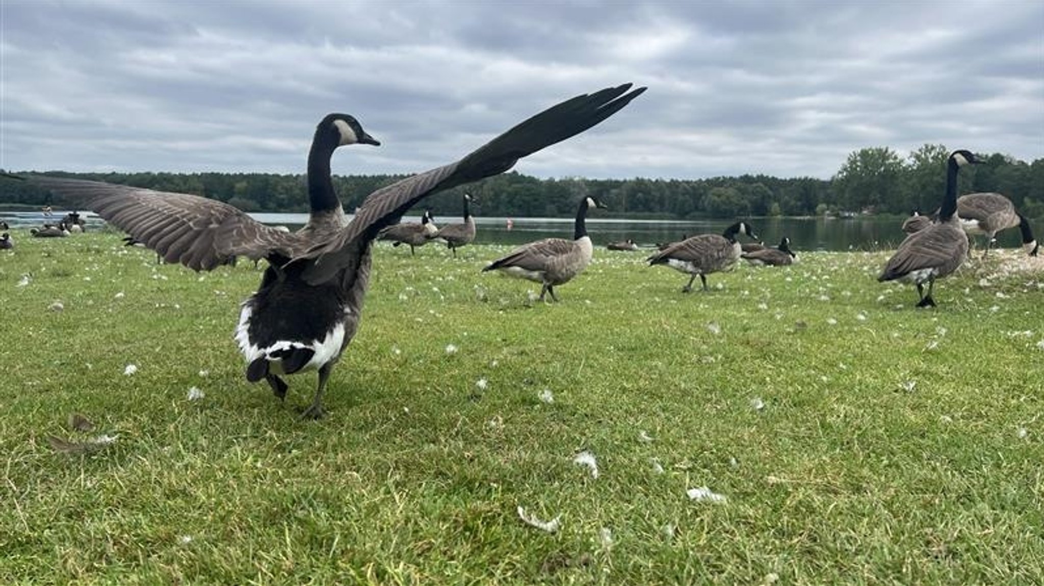 Eine Kanadagans breitet ihre Flügel aus und steuert den Dechsendorfer Weiher an. 