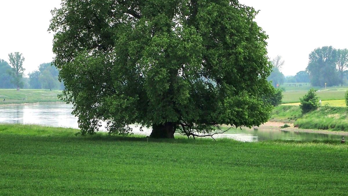 Die Flatter Ulme Ist Baum Des Jahres 2019 Br24