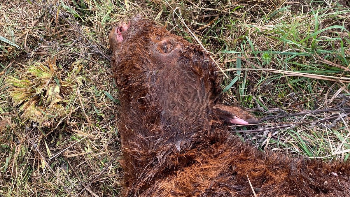 Verdacht auf Wolfsriss: Landwirt findet totes Kalb auf Weide