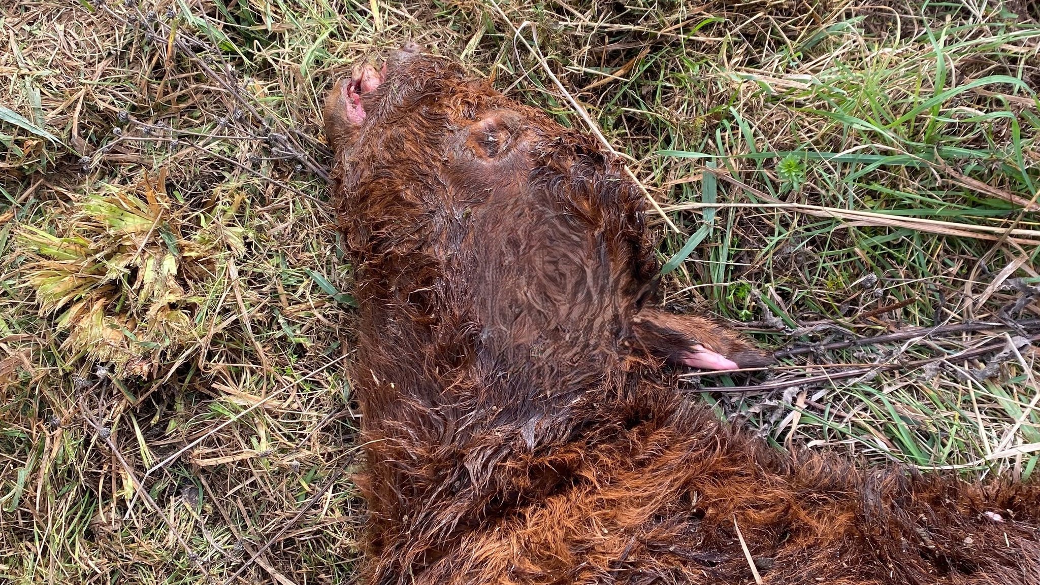 Ein totes Kalb auf einer Weide