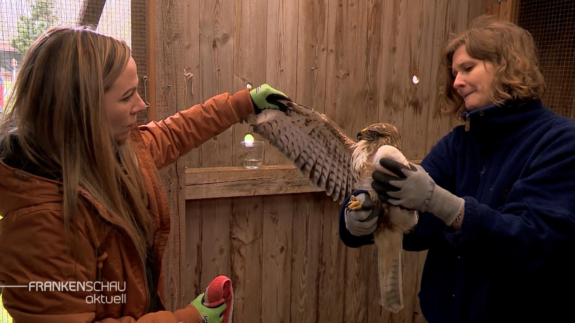 Zwei Frauen helfen einem Greifvogel.