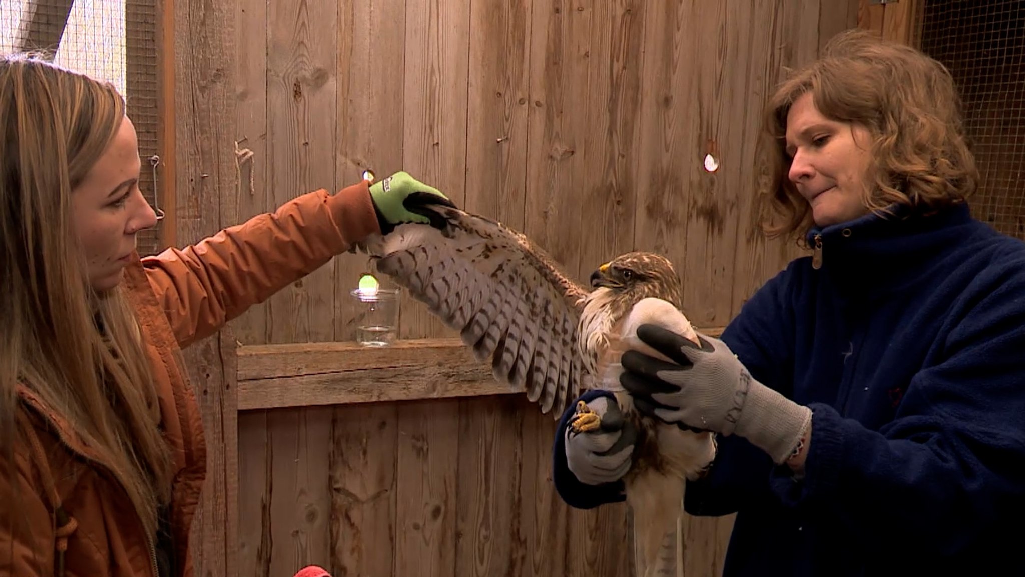 Zwei Frauen helfen einem Greifvogel.