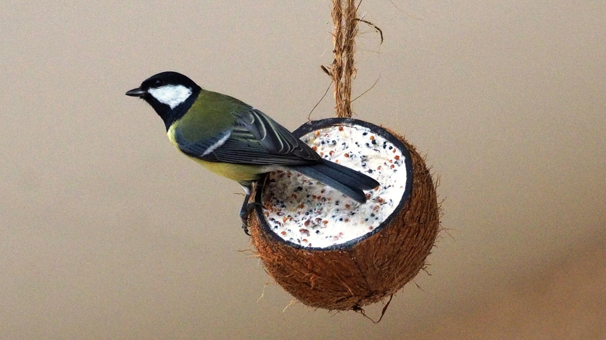 Kohlmeise bei der Vogelfütterung