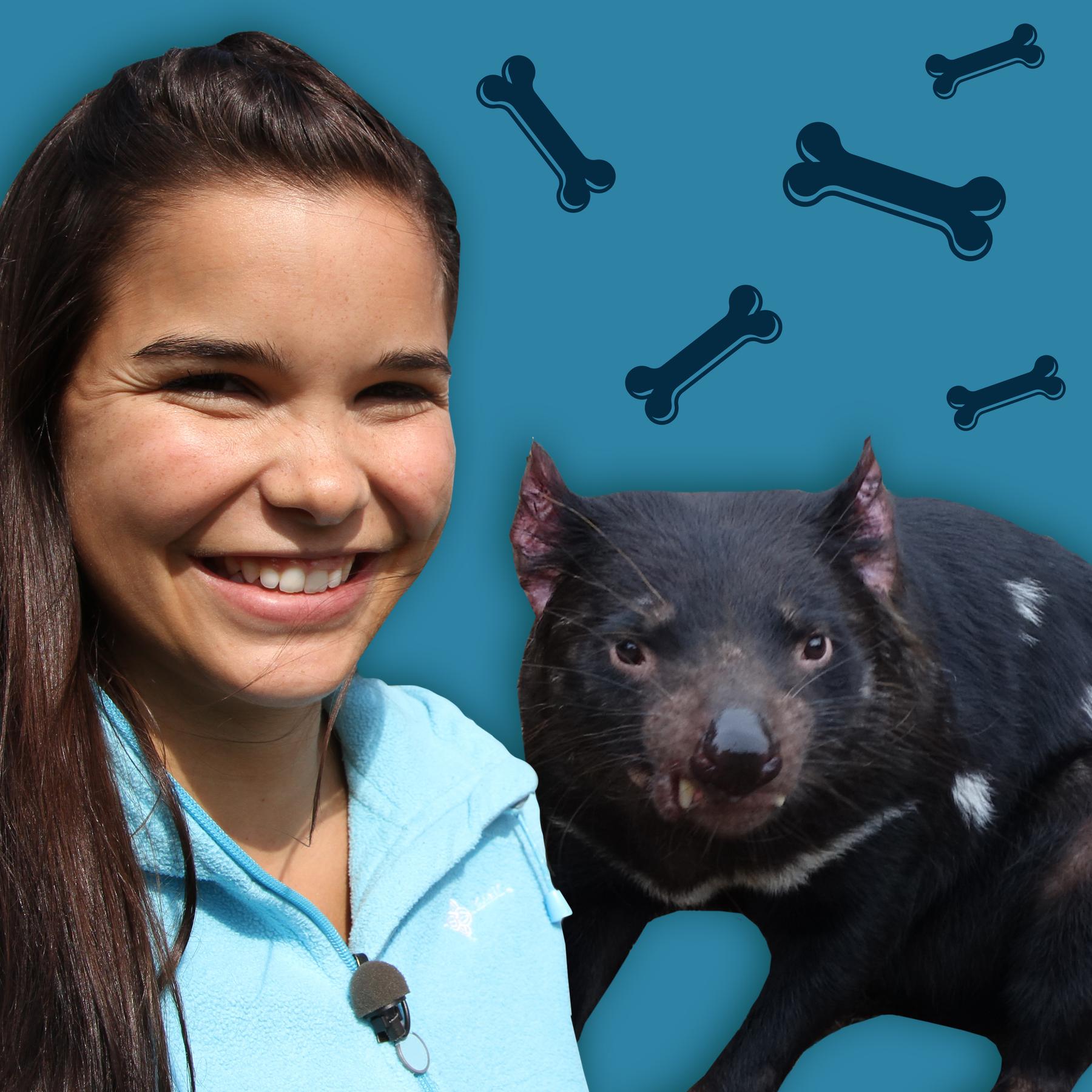 Beutelteufel - Wilde Schreihälse aus Australien