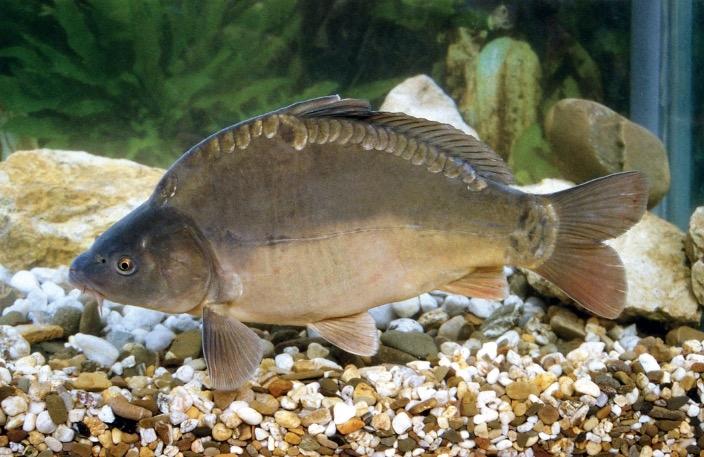 Ein Karpfen steht im Wasser