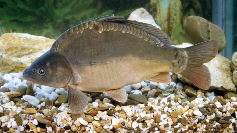 Ein Karpfen steht im Wasser | Bild: ARGE Fisch e.V. Ein Karpfen steht im Wasser