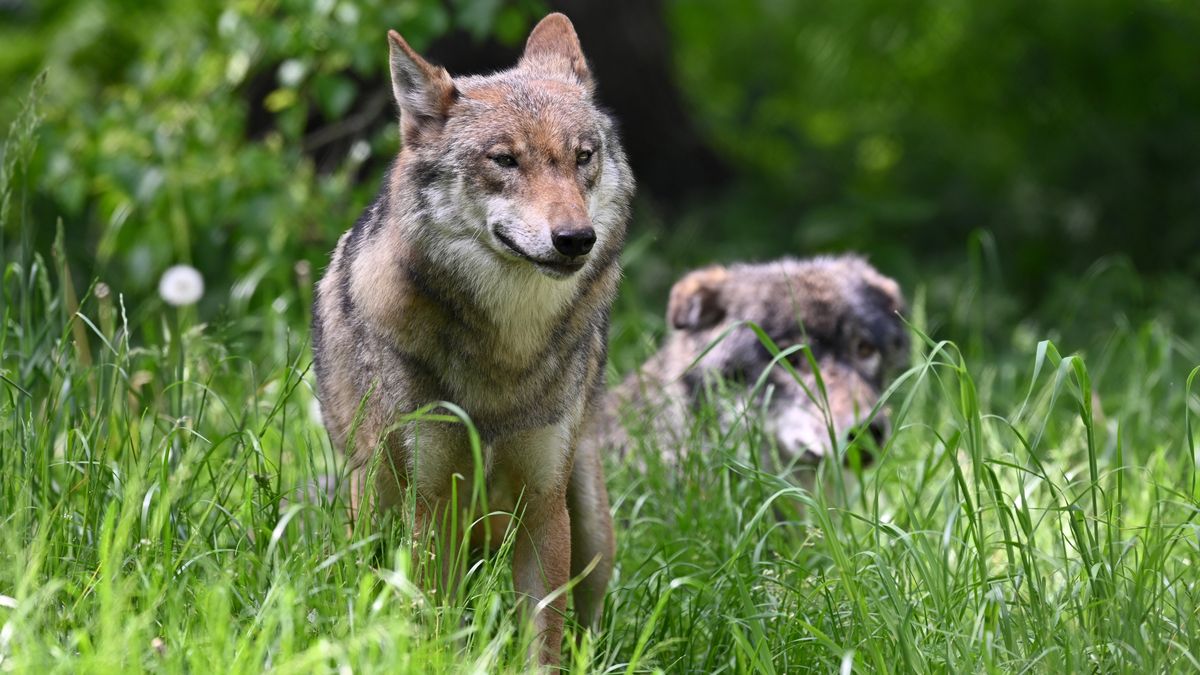 Wolfe Jetzt In Ganz Bayern Zuhause Br24