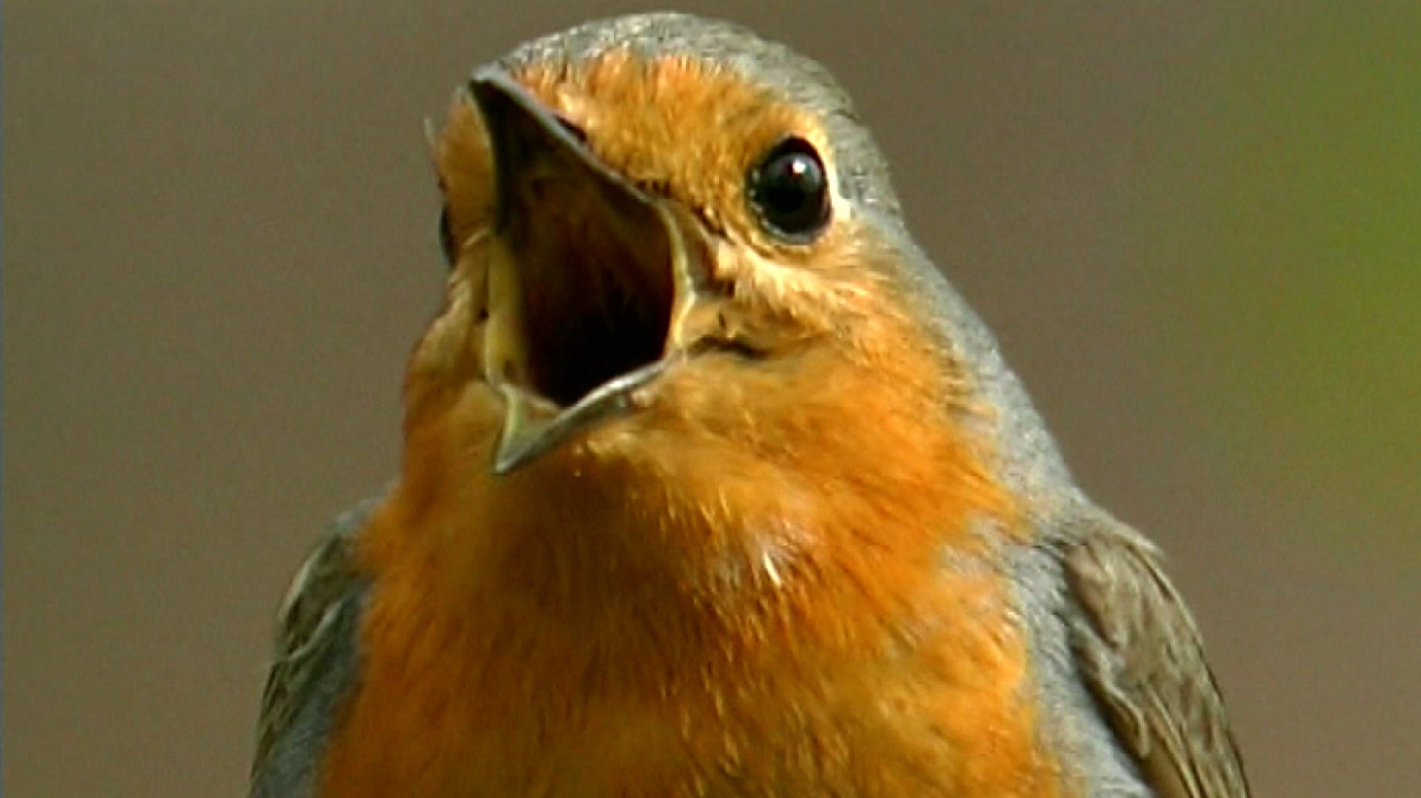 Wenn Vögel - hier ein Rotkehlchen - singen, macht uns das glücklich.