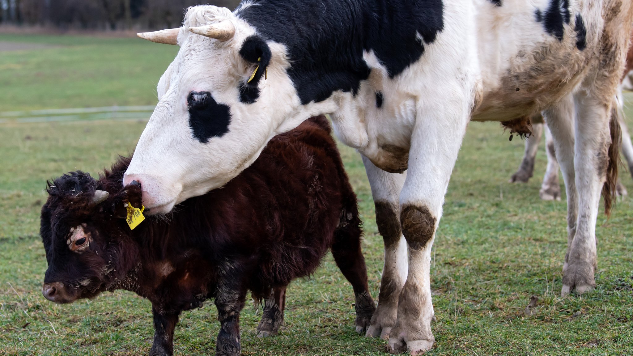 Mini-Stier mit Gendefekt: Napoleon auf Wörther Gnadenhof