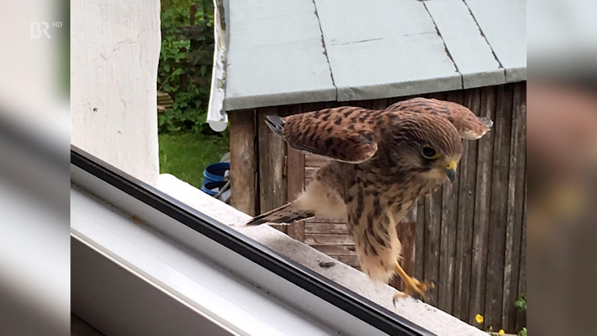 Ein Falke landet auf dem Sims eines Dachfensters.