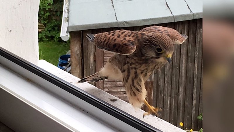 Ein Falke landet auf dem Sims eines Dachfensters.
