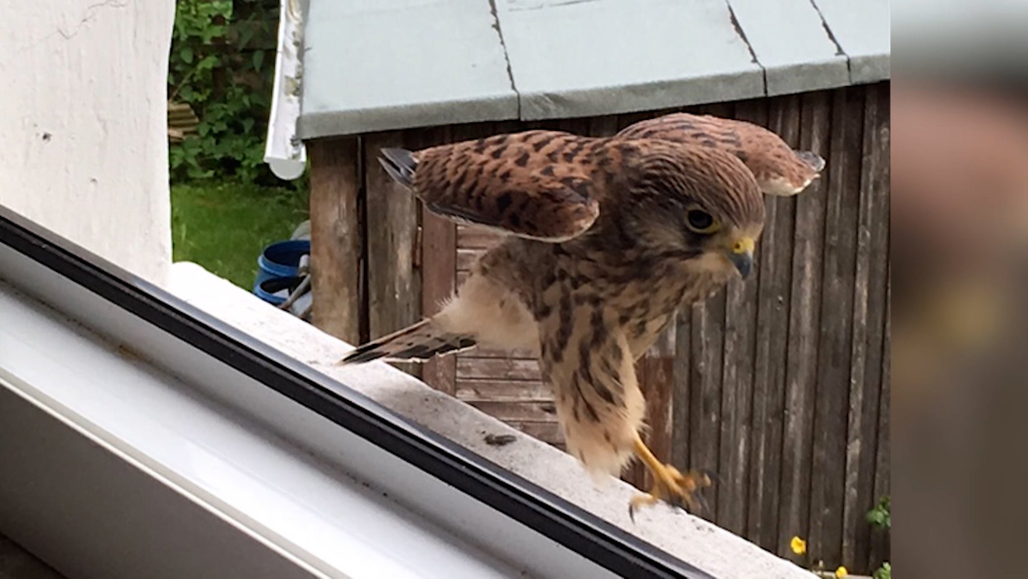 Ein Falke landet auf dem Sims eines Dachfensters.