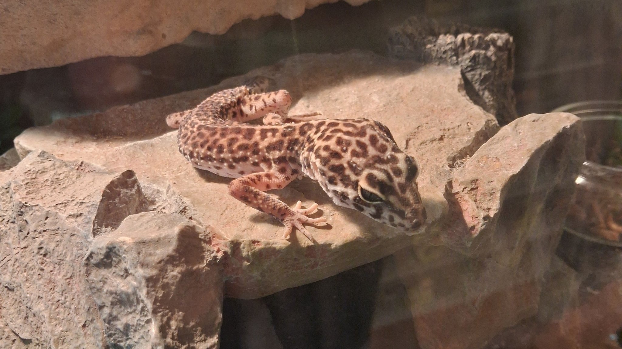Dieser Gecko konnte zum Glück lebend gerettet werden. 