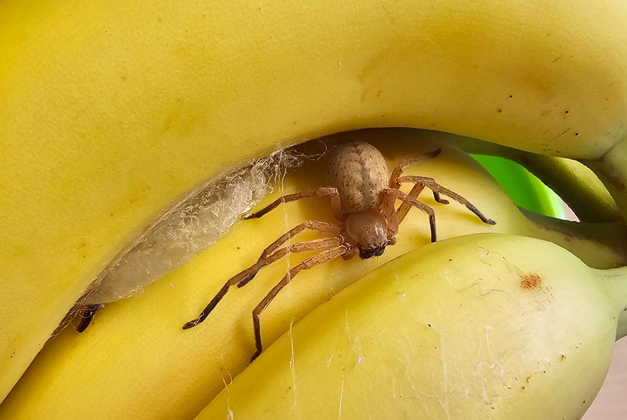 Die Bindlacher Riesenkrabbenspinne vom Typ Heteropoda venatoria