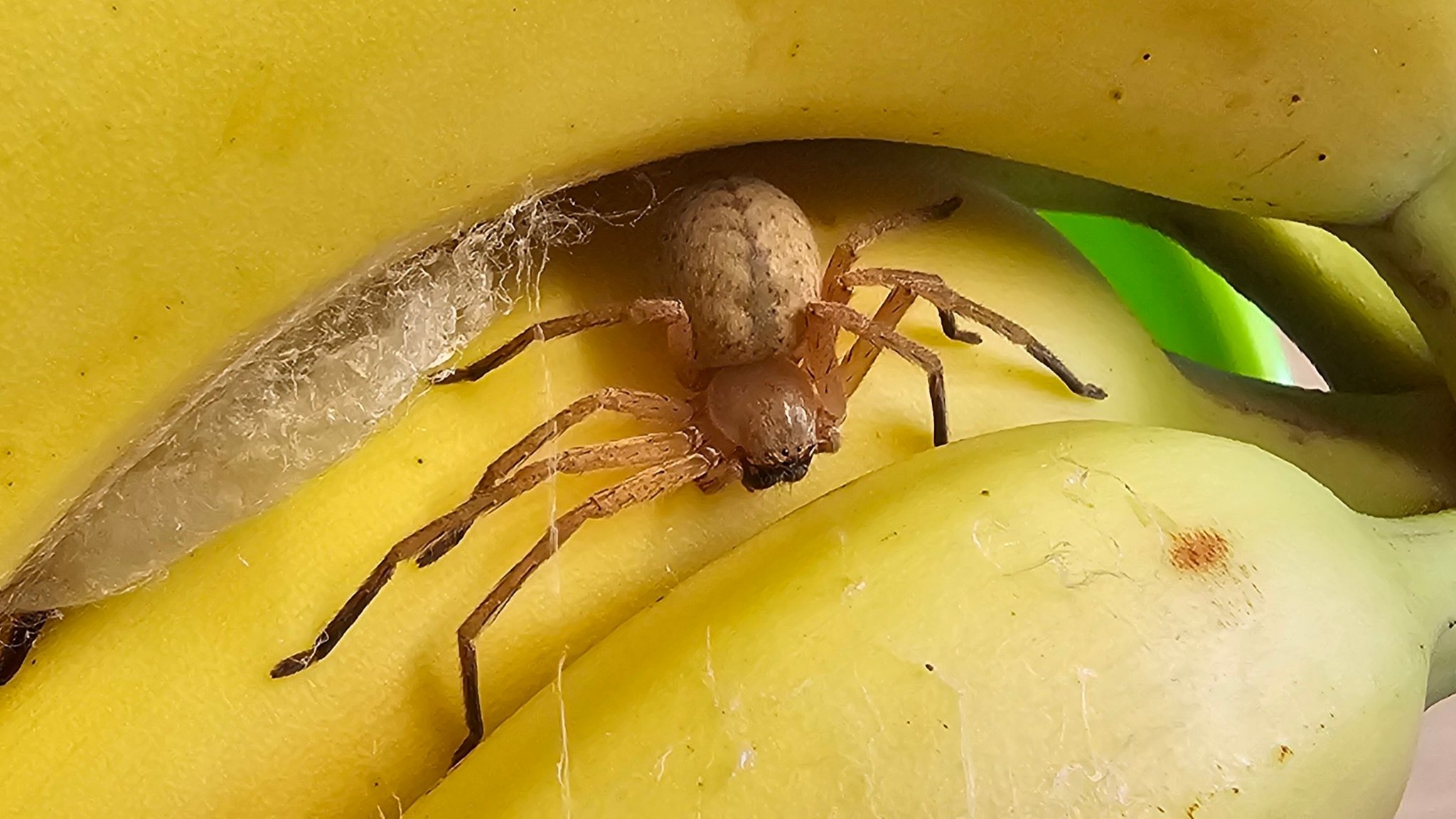 Die Bindlacher Riesenkrabbenspinne vom Typ Heteropoda venatoria