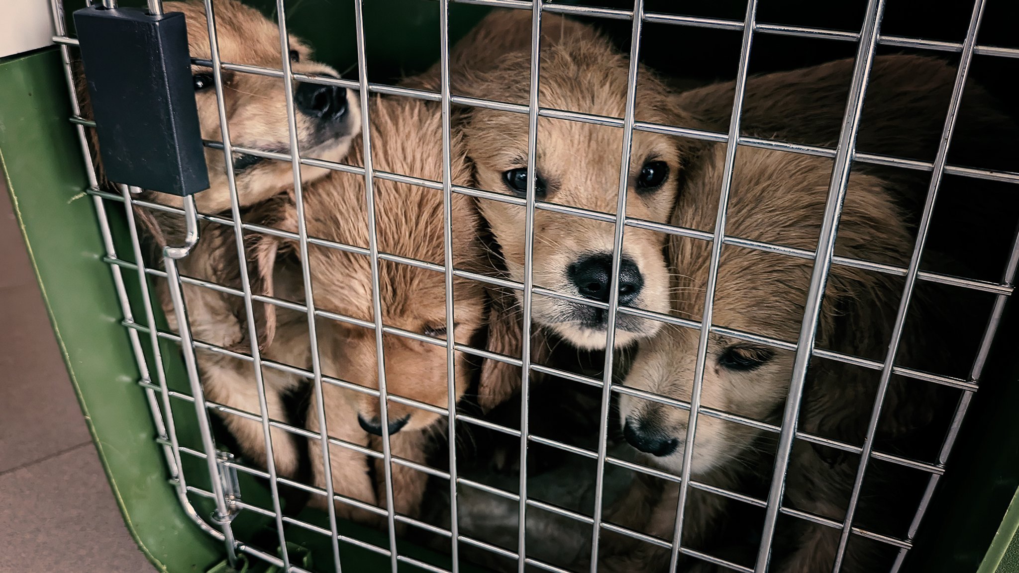 Illegale Netzwerke von Züchtern, Händlern und Tierärzten verkaufen Hunde, die zu jung oder krank sind oder gefälschte Papiere haben. 