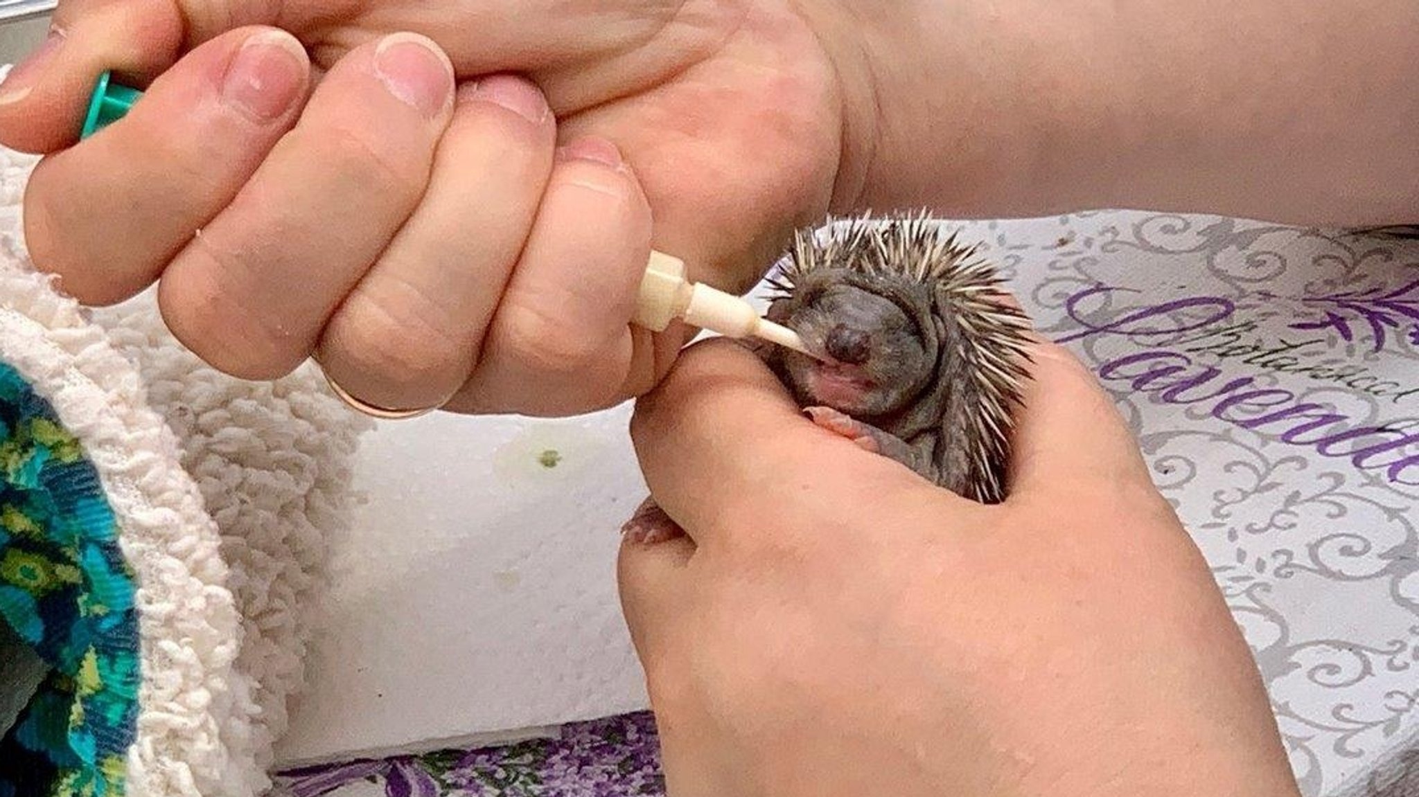 Kleiner Igel bei der Fütterung. Die anhaltende Trockenheit und Hitze im Sommer hat den Tieren schwer zugesetzt. Sie finden kaum Nahrung. 