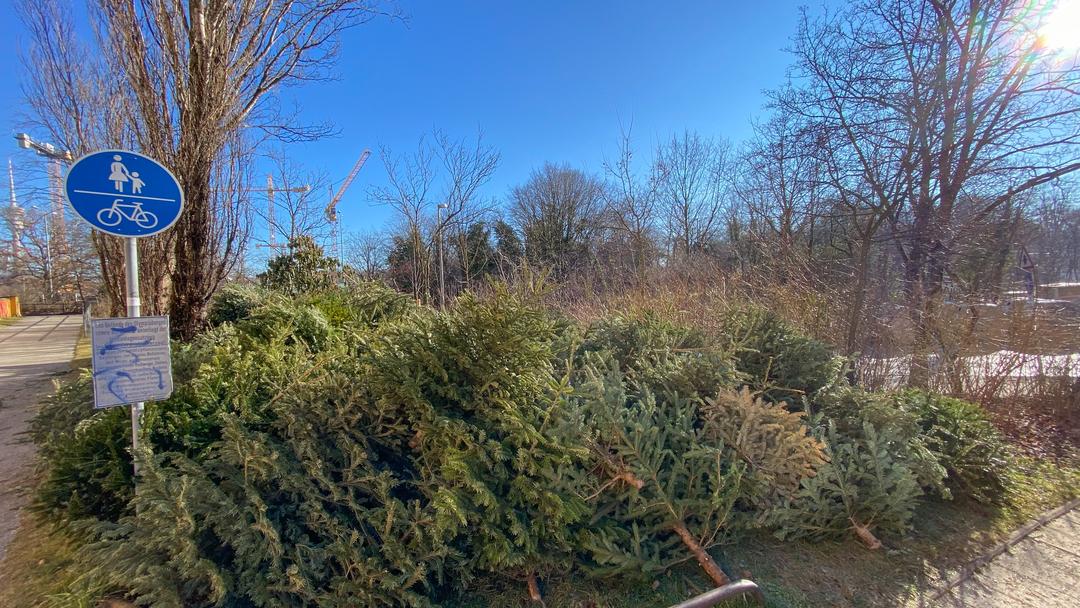 Nicht verkaufte Christbäume liegen auf einem Haufen