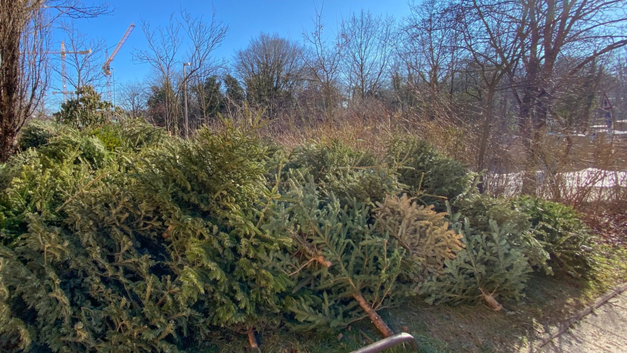 Nicht verkaufte Christbäume liegen auf einem Haufen