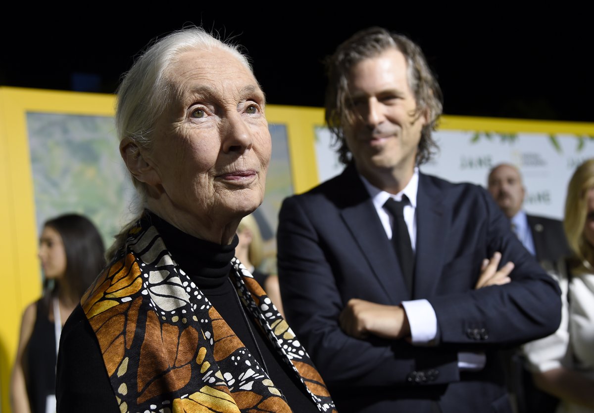 Ein Film für die ganze Familie: Jane-Goodall-Doku "Jane"