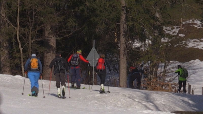 Mehrere Tourengeher laufen auf ihren Ski in einen Wald in den Allgäuer Alpen