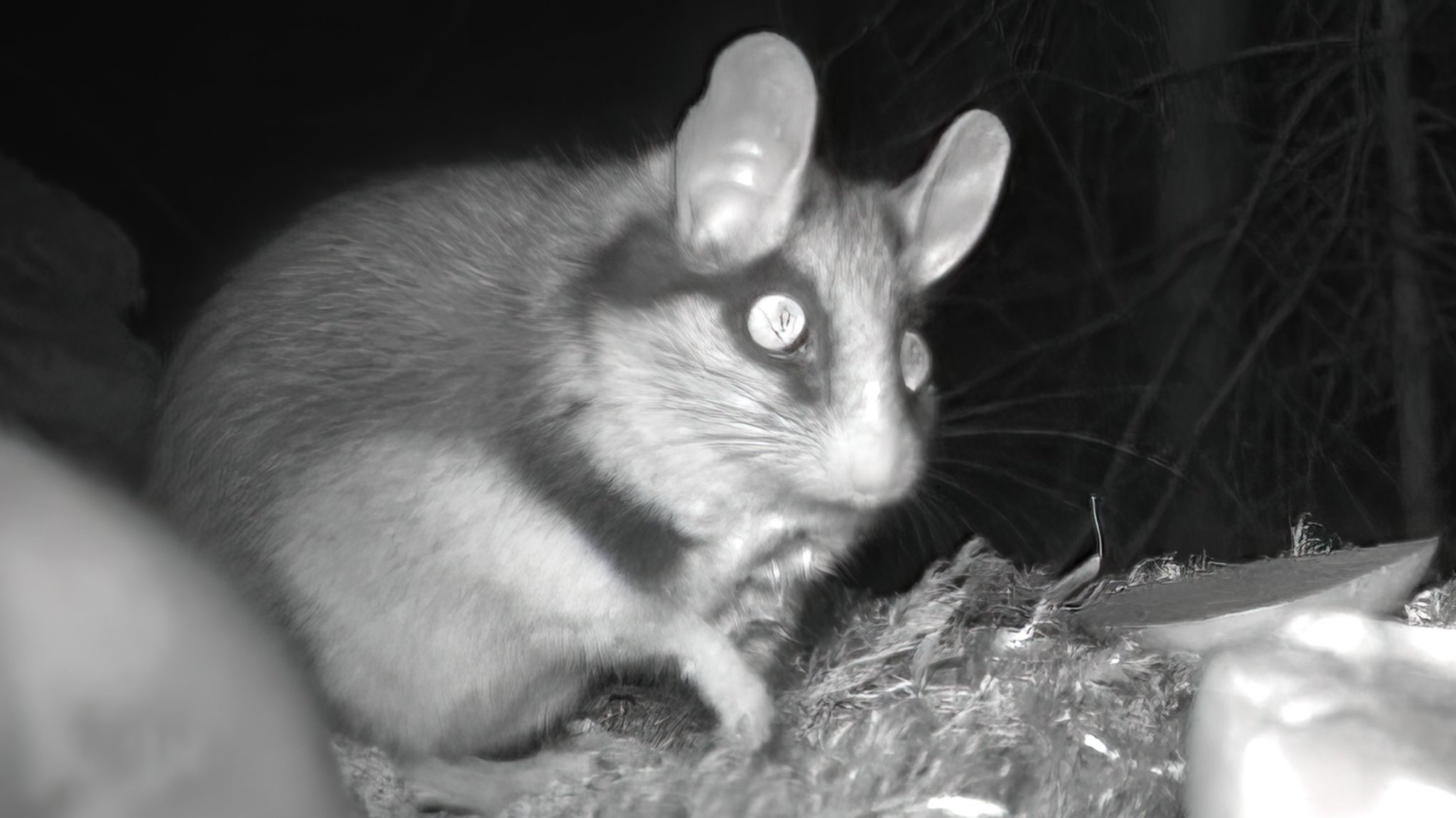 Jahrzehnte lang war der Gartenschläfer verschollen, nun hat ihn eine Wildtierkamera erstmals wieder nachgewiesen.