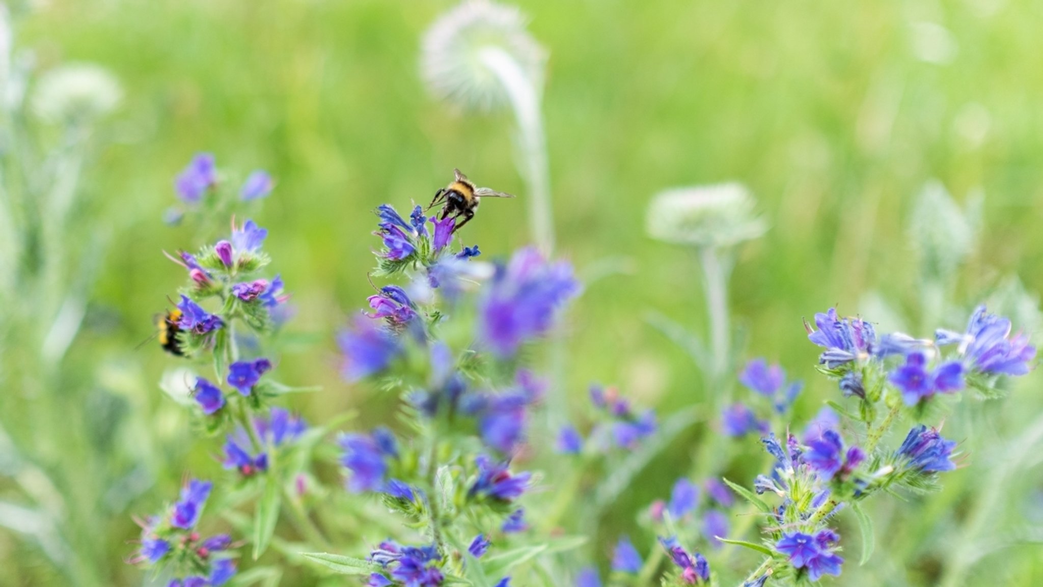 Die Hummel-Populationen gehen stark zurück. Ursachen sind die intensive Landwirtschaft und die Klimaerwärmung. 