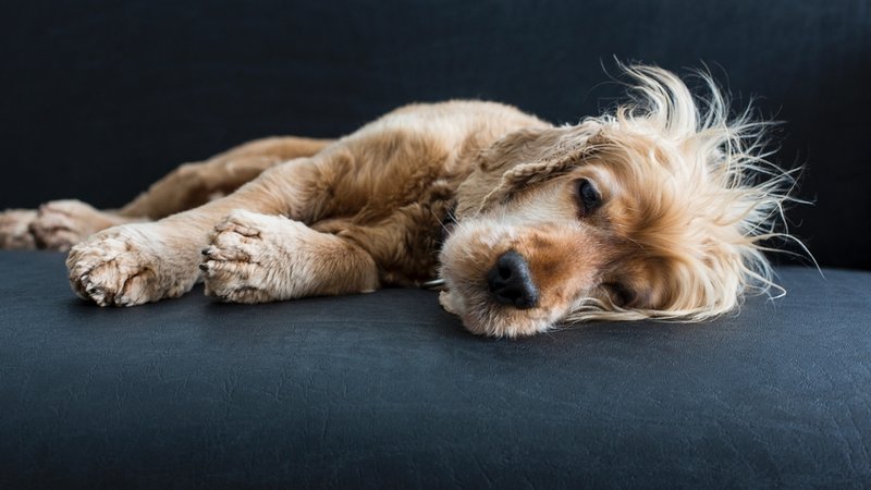 Tiere helfen heilen | Bild: colourbox.com Tiere helfen heilen