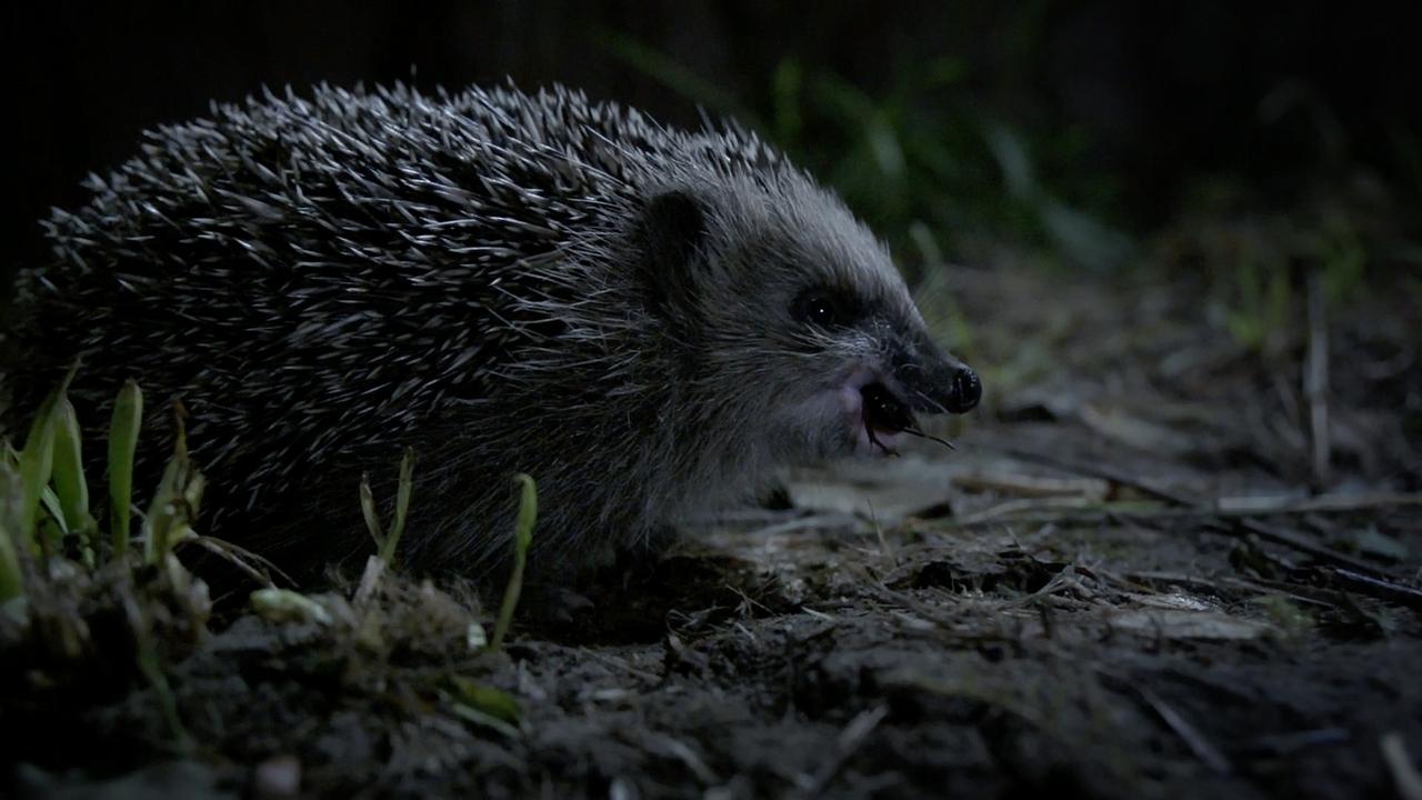 Abenteuer Wildnis | Tier-Doku : Igel Unter Uns