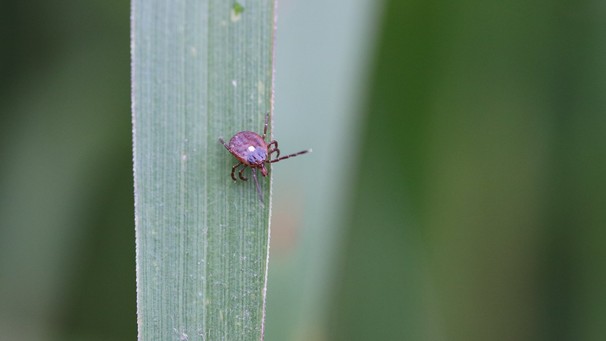 Die amerikanische Lone-Star-Zecke kann die Alpha-Gal-Allergie auslösen | Bild: picture alliance / BSIP | IMAGE POINT FR / NIH / NIAID Die amerikanische Lone-Star-Zecke kann die Alpha-Gal-Allergie auslösen