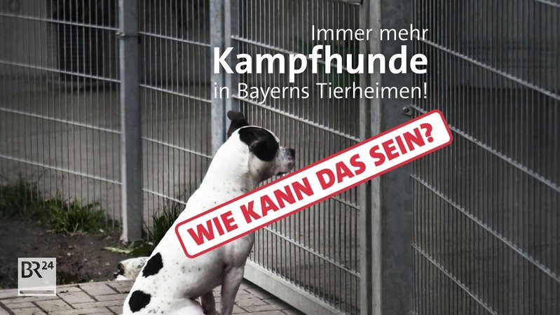Warum landen immer mehr Kampfhunde in Bayerns Tierheimen?