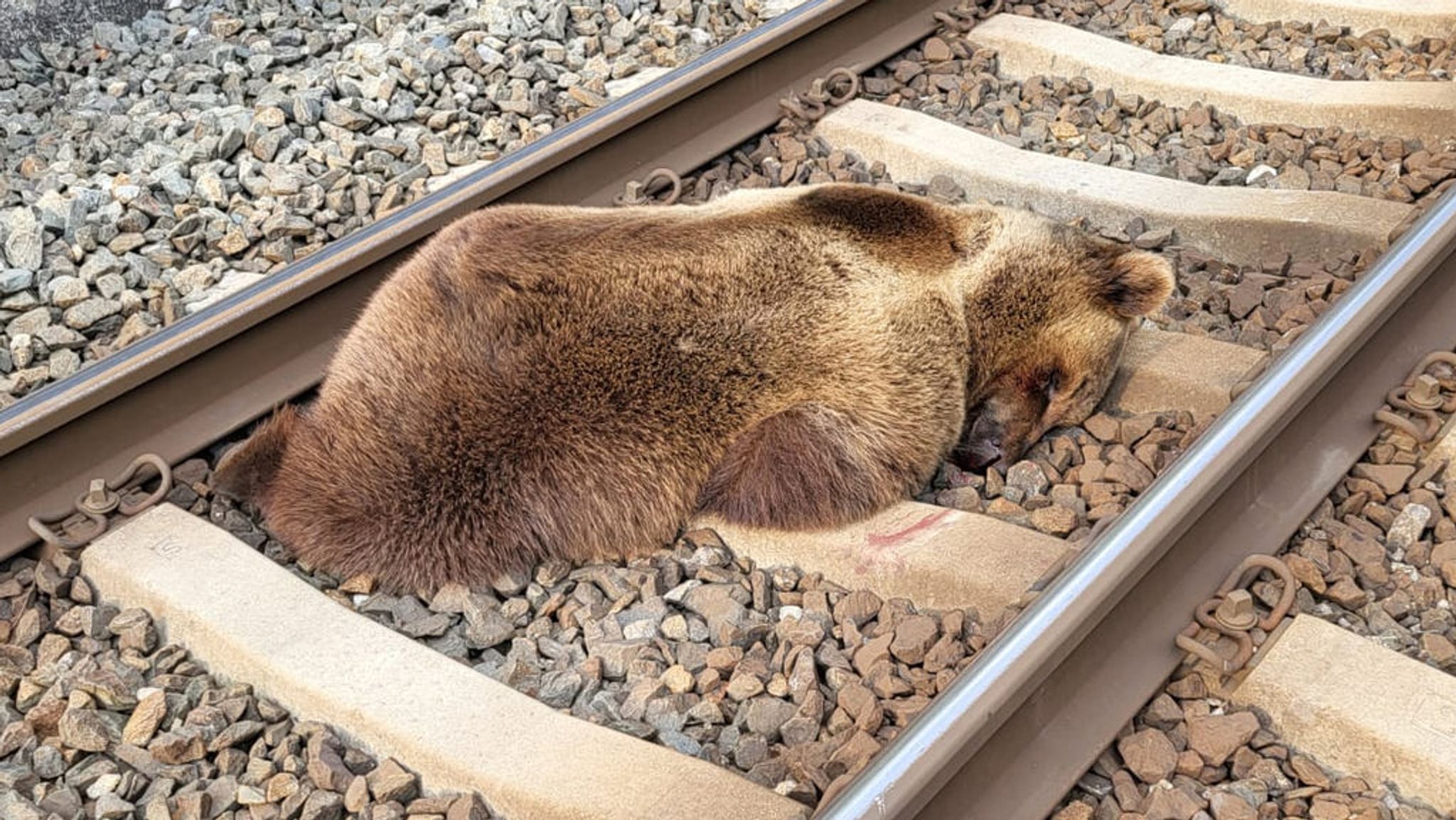 HANDOUT - 23.05.2023, Österreich, Schwarzach-St. Veit: Ein Bär liegt tot auf den Gleisen in der Nähe des Bahnhofs Schwarzach-St. Veit im Salzburger Pongau, nachdem er am frühen Morgen auf der Bahnstrecke zwischen Schwarzach und Lend mit einem Zug zusammengestoßen und getötet worden ist. Foto: -/LAND SALZBURG/ÖBB/APA/dpa - ACHTUNG: Nur zur redaktionellen Verwendung im Zusammenhang mit einer Berichterstattung über dieses Unglück und nur mit vollständiger Nennung des vorstehenden Credits +++ dpa-Bildfunk +++