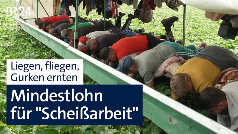Mindestlohn für Saisonarbeiter: So hart ist die niederbayerische Gurkenernte | Bild: BR Mindestlohn für Saisonarbeiter: So hart ist die niederbayerische Gurkenernte