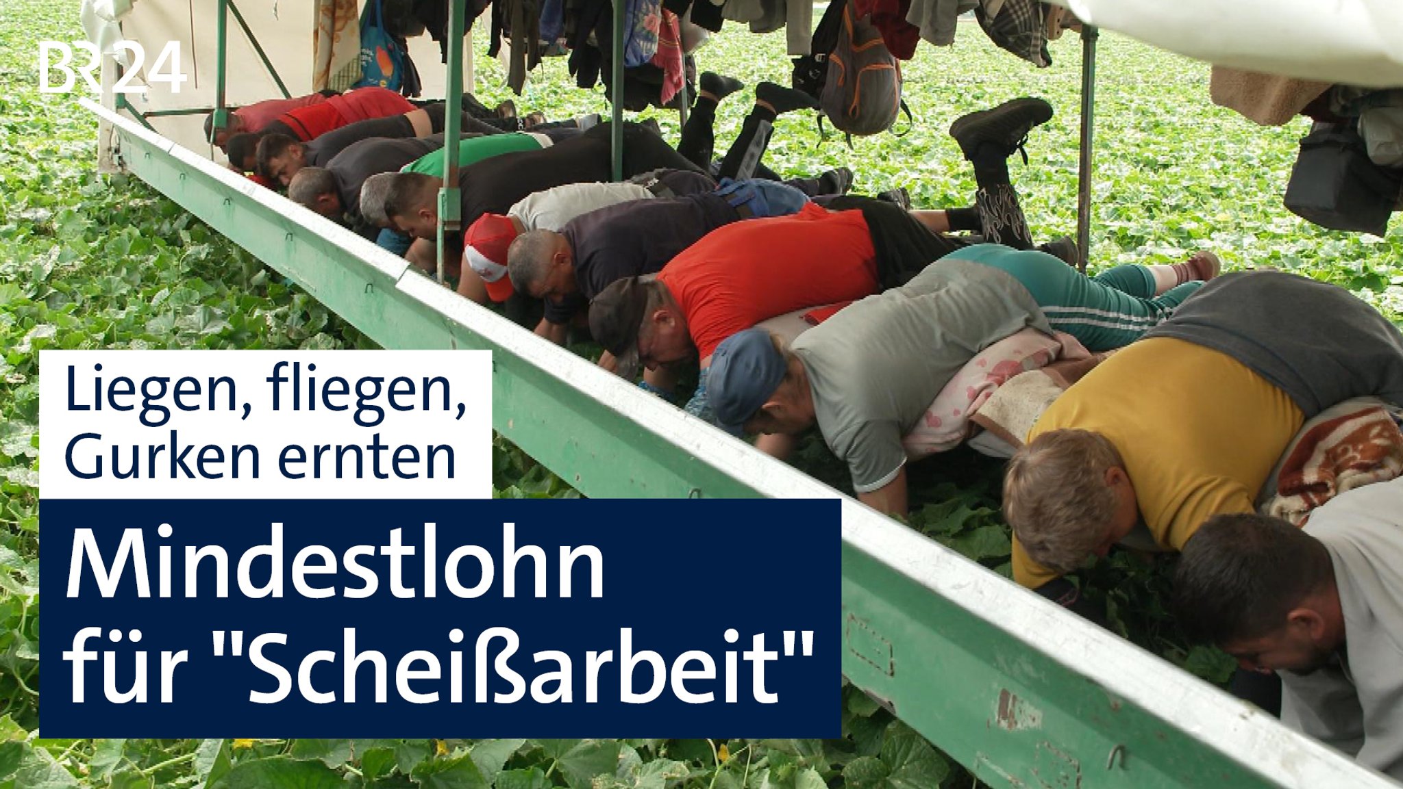 Mindestlohn für Saisonarbeiter: So hart ist die niederbayerische Gurkenernte
