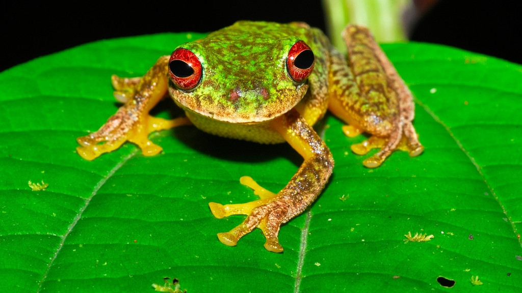 Ein Mossy-Red-Eyed-Frosch (Duellmanohyla soralia) in Honduras. Die aggressive Pilzerkrankung Chytridiomykose hat innerhalb von 50 Jahren die Bestände von mehr als 500 Amphibienarten rund um den Globus dezimiert.