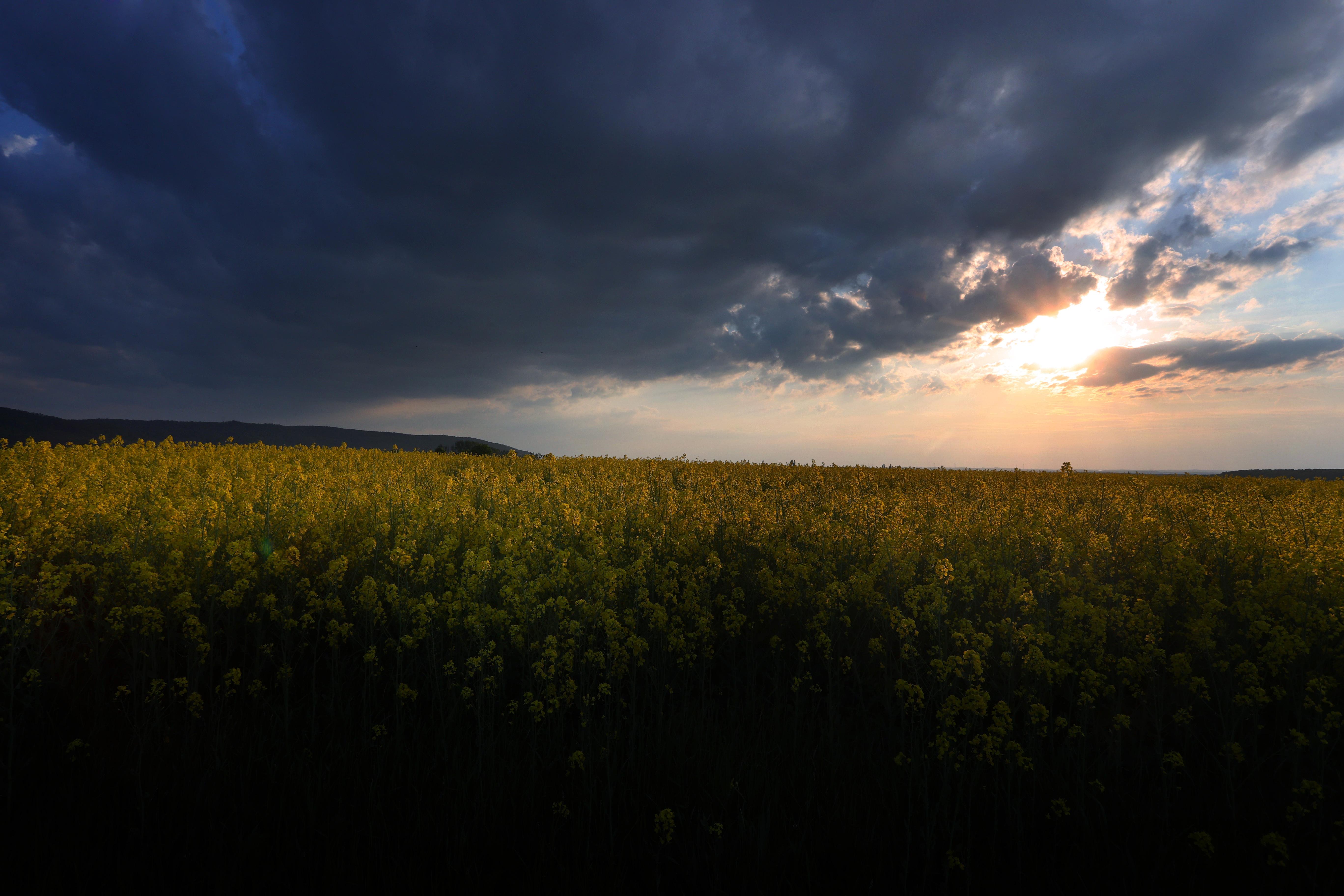Regenwolken über einem Rapsfeld | Bild:picture alliance/dpa | Karl-Josef Hildenbrand