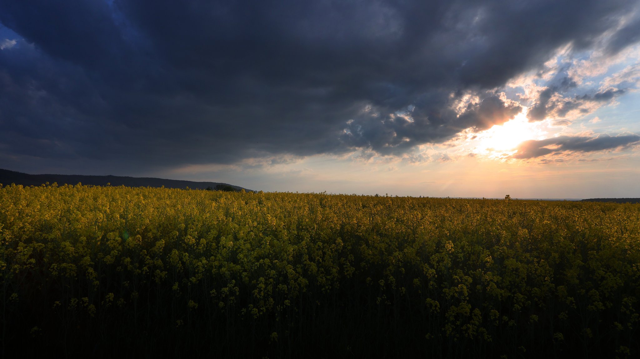 Regenwolken über einem Rapsfeld