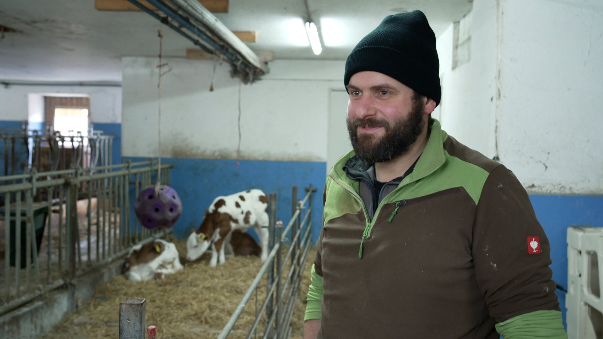 Ein Landwirt und seine Kälber