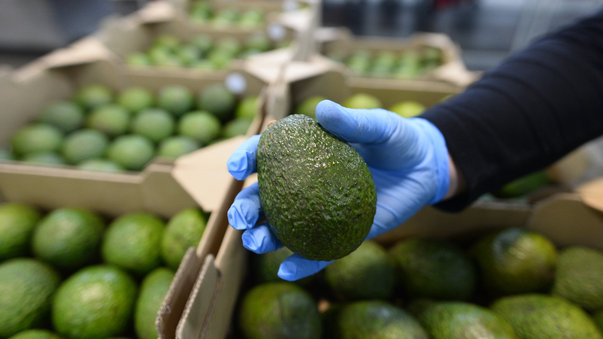 Eine Avocado wird von einer Hand gehalten