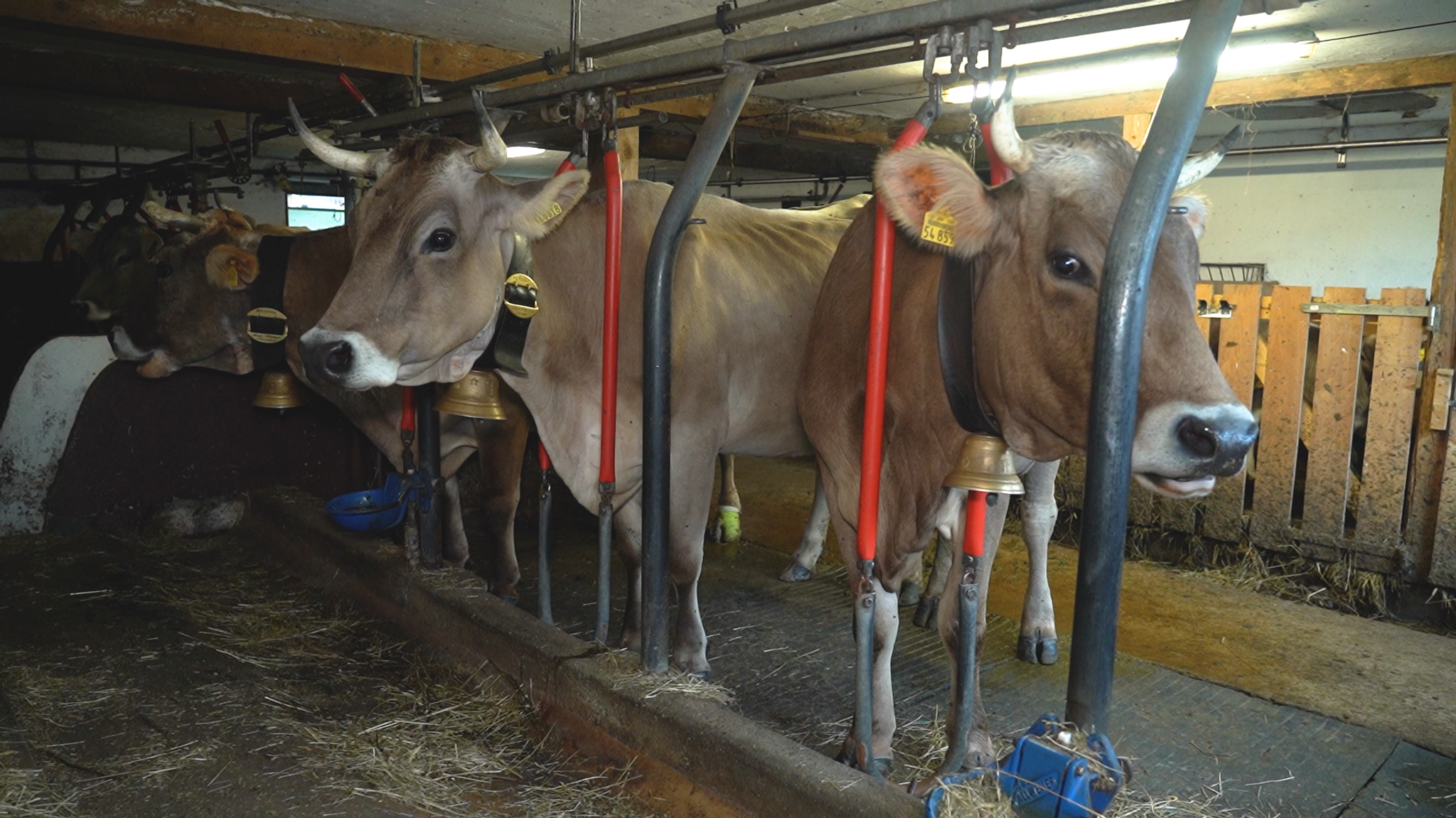 Kühe in der Kombihaltung: Im Sommer grasen sie auf der Weide, im Winter stehen sie angebunden im Stall. 