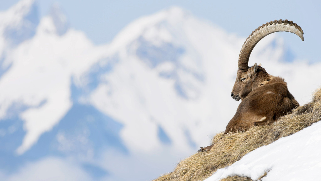 Ein Steinbock (Alpine ibex) sitzt auf einem Felsen auf dem Le Chamossaire in den Schweizer Alpen. 