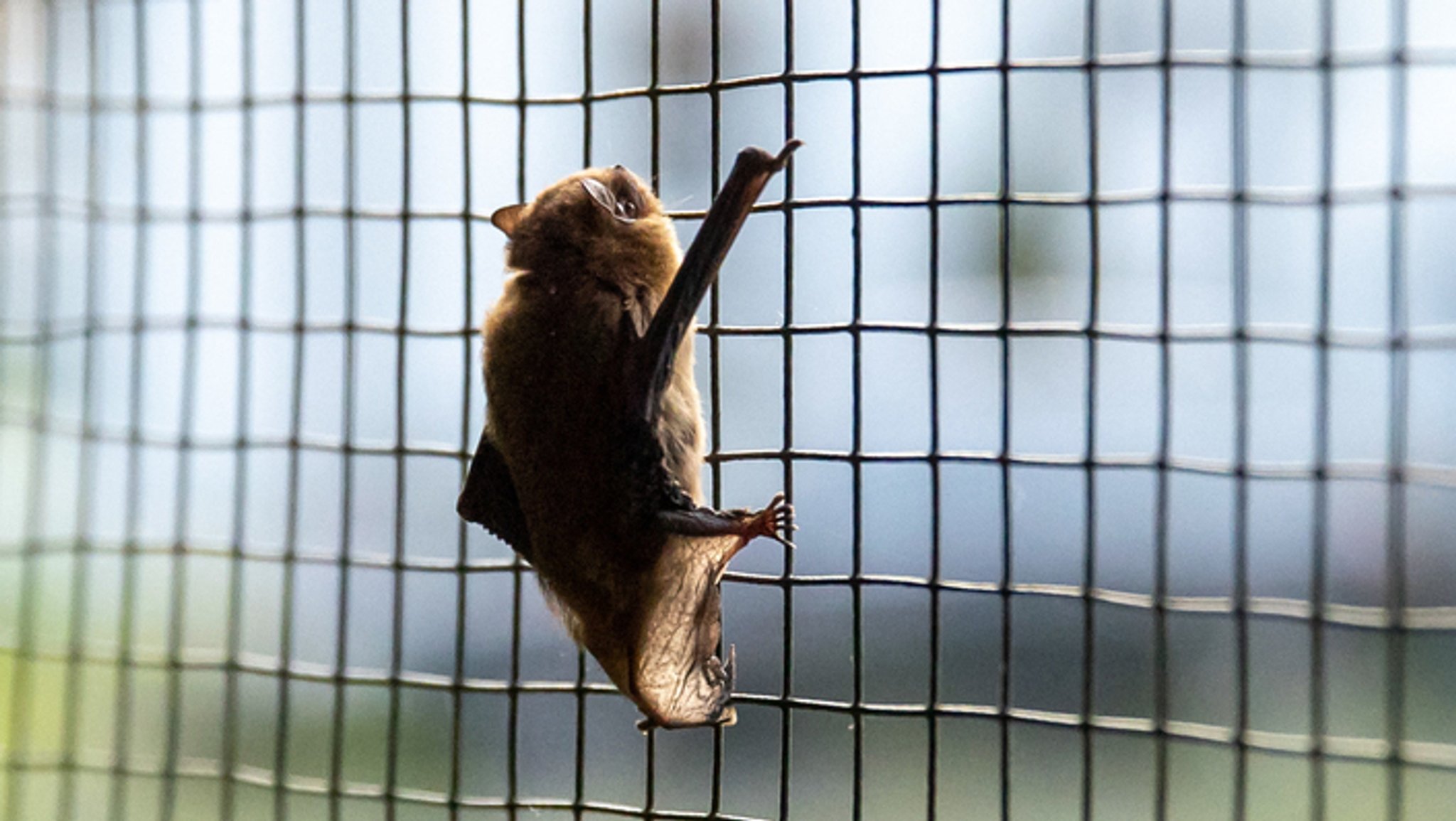 Fledermaus hängt an einem Gitter