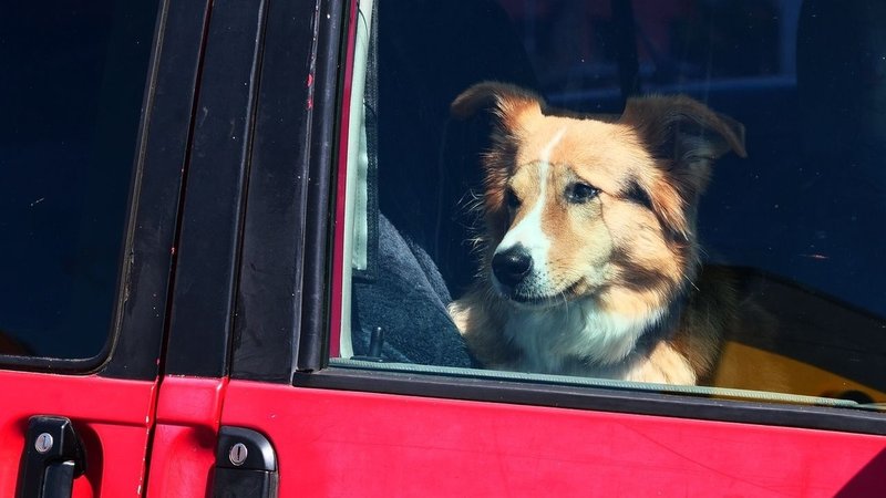 Ein Hund sitzt in einem Auto und guckt aus dem Fenster.