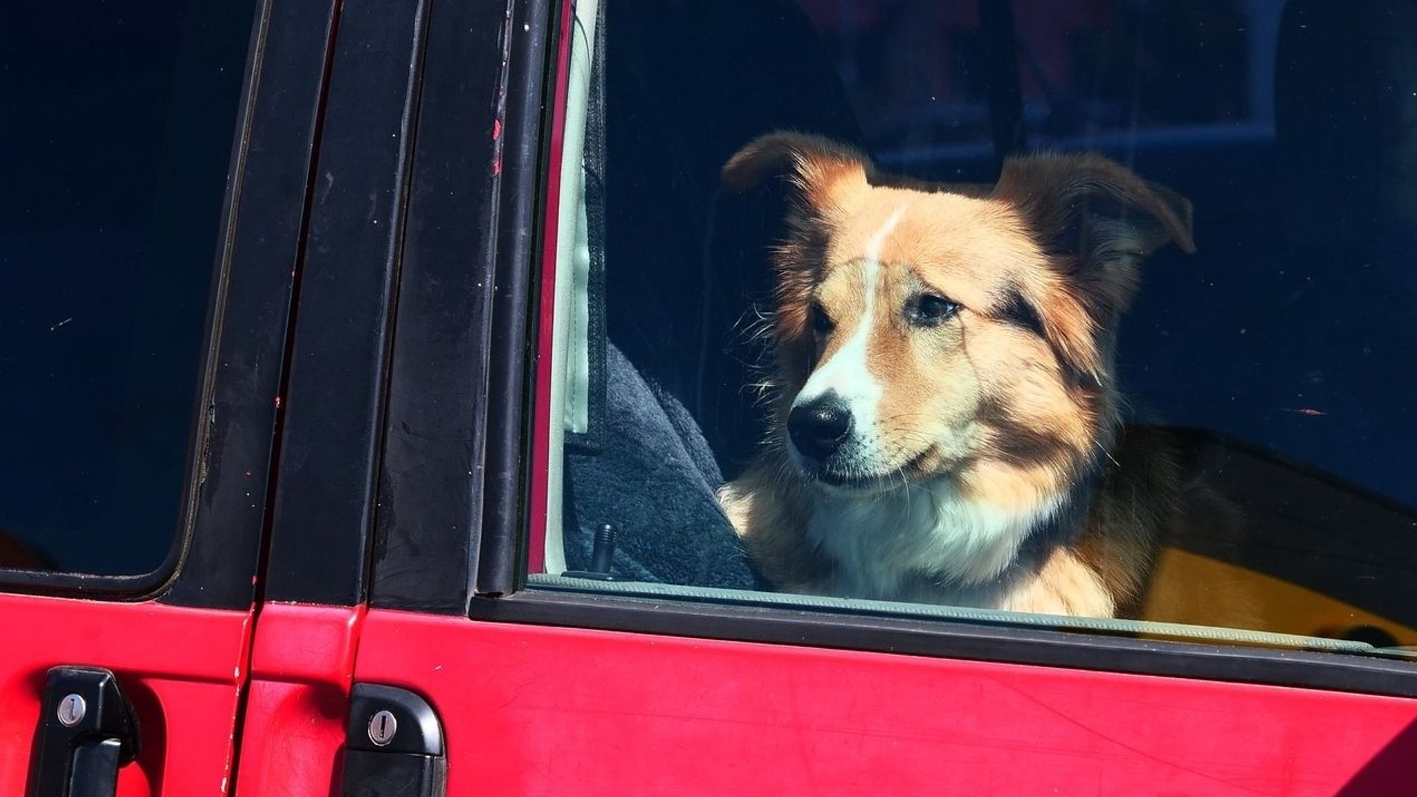 Mann klaut Auto samt Hund in der Schweiz: Festnahme in Bayern