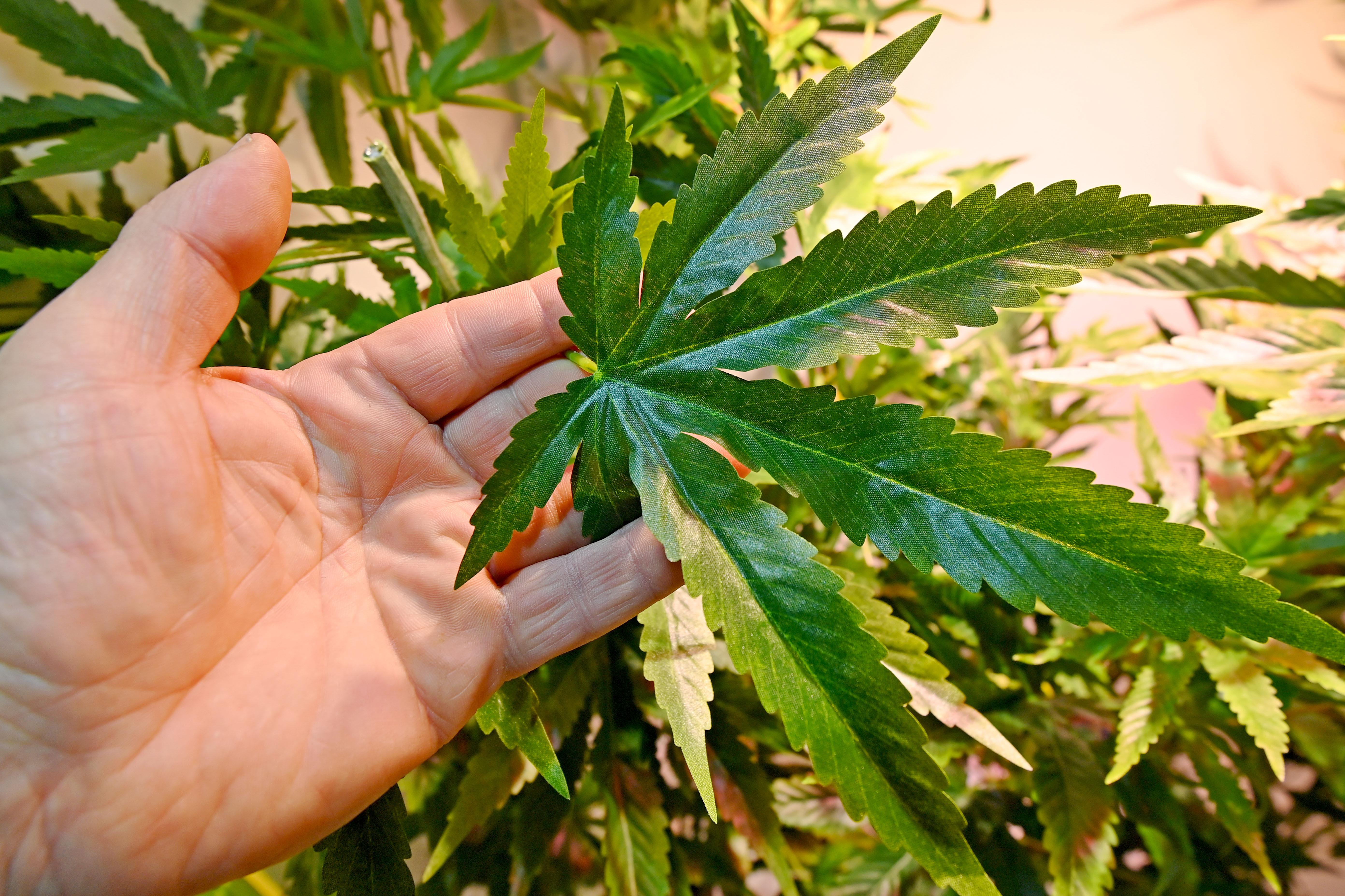 Symbolfoto: Hanfpflanze (ACHTUNG: Kunstpflanze)